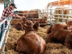 Stalla con bovini in allevamento, evidenza della gestione dei reflui zootecnici.