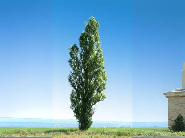 pioppo, albero pericoloso per problemi radici tubi scarico